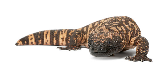 Gila monster - Heloderma suspectum, poisonous