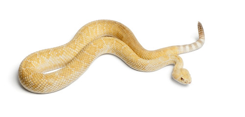 albinos western diamondback rattlesnake - Crotalus atrox