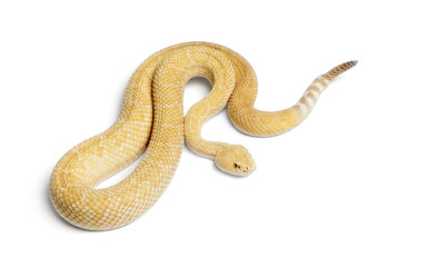 Naklejka premium albinos western diamondback rattlesnake - Crotalus atrox