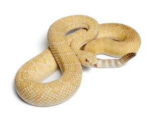albinos western diamondback rattlesnake - Crotalus atrox