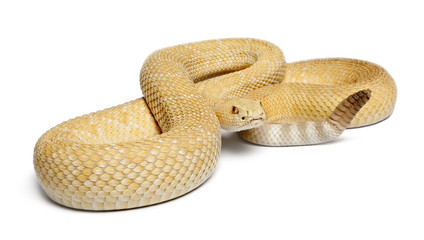 albinos western diamondback rattlesnake - Crotalus atrox