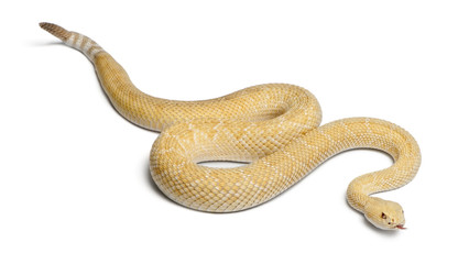 albinos western diamondback rattlesnake - Crotalus atrox