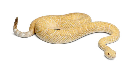 albinos western diamondback rattlesnake - Crotalus atrox