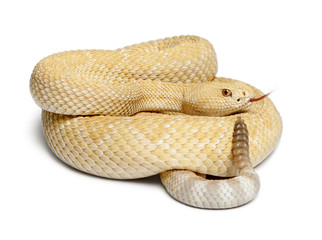 albinos western diamondback rattlesnake - Crotalus atrox