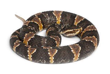 common cantil - agkistrodon bilineatus taylori