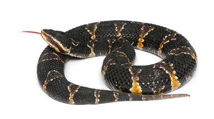 common cantil - agkistrodon bilineatus taylori