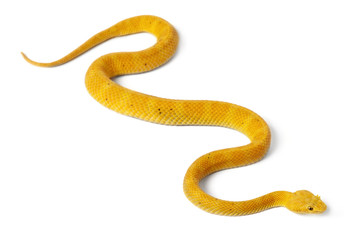 Obraz premium Yellow Eyelash Viper - Bothriechis schlegelii, poisonous