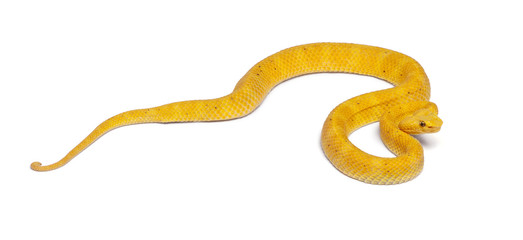 Yellow Eyelash Viper - Bothriechis schlegelii, poisonous