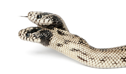 two headed eastern kingsnake - Lampropeltis getula californiae