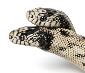 two headed eastern kingsnake - Lampropeltis getula californiae