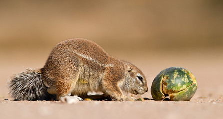 ground squirrel eating - Powered by Adobe