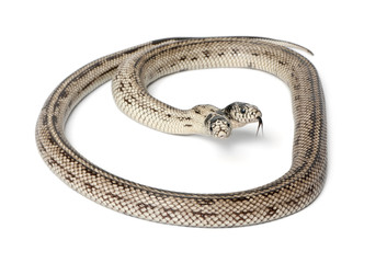 Fototapeta premium two headed eastern kingsnake - Lampropeltis getula californiae