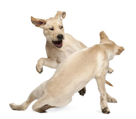 Young Labrador Retriever, 4 months old