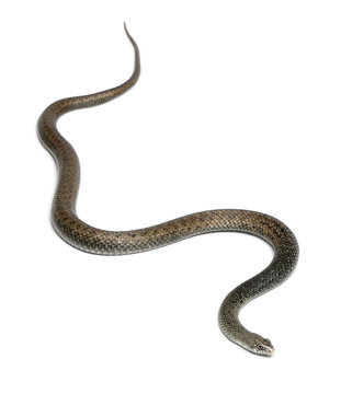 Montpellier snake - Malpolon monspessulanus