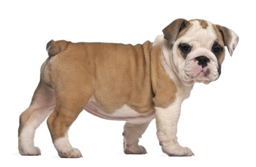 Obraz premium side view, English Bulldog puppy, standing, 2 months old