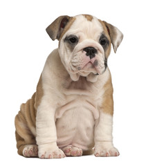 Obraz na płótnie Canvas English Bulldog puppy Sitting, 2 months old