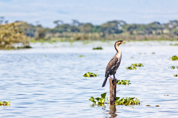 Bird on the lake Naivasha