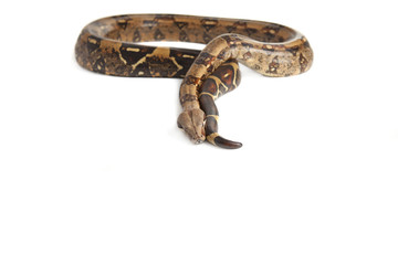 Fototapeta premium Schlange Boa Natter freigestellt