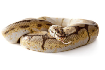 Obraz premium Schlange Boa Natter freigestellt