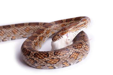 Naklejka premium Schlange frisst eine Maus