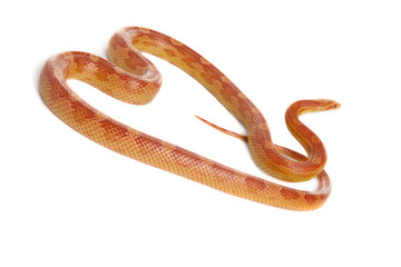 Schlange Snake Boa Natter with white background