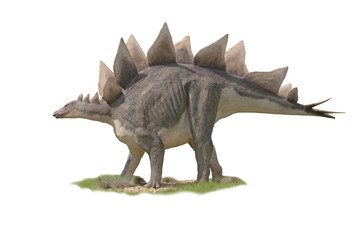 Dinosaur Stegosaurus  - white background - obrazy, fototapety, plakaty