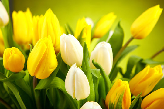 Yellow and white  tulips isolated on green background