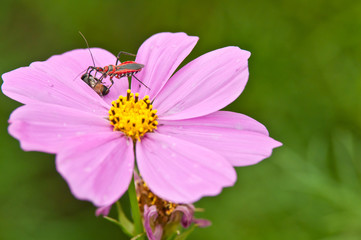 Leaf-footed bug killed bee on a pink cosmos flower