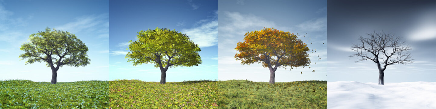 four seasons tree