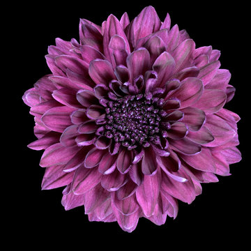 Purple Chrysanthemum Flower Isolated on Black
