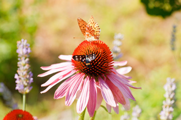 Butterfly on Echinacea flower