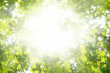 Obraz na płótnie Canvas Green leaves, bright sun