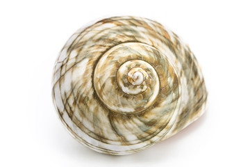 Spiral sea shell