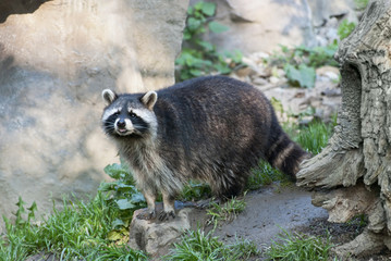 Racoon