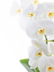 Fototapeta premium Orchidea