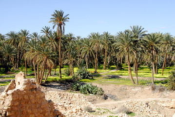 oasis de Mides, palmeraie 3