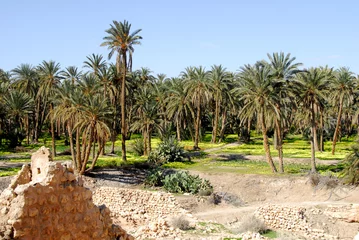 Fototapeten oasis de Mides, palmeraie 3 © fannyes