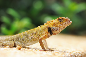 Wild lizard
