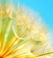 Peel and stick wall murals Dandelions and water Soft dandelion flowers