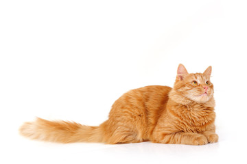 red cat attention lying down isolated on white