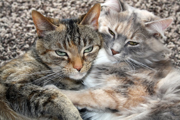 sweet tabby cats