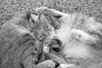 playful cats