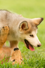 Alaska Puppies