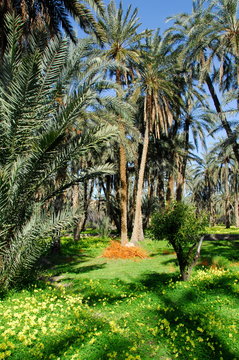 oasis de Mides, dattes 6