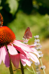 Butterfly on Echinacea flower