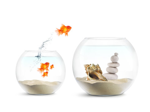 Poisson Rouge - Aquarium - Achat Immobilier