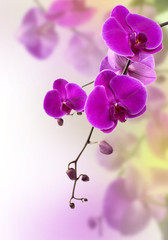 Obraz na płótnie Canvas purple orchid