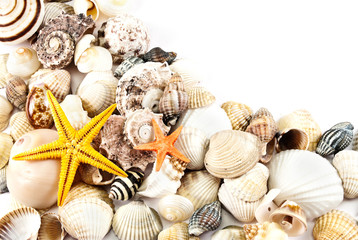 Seashells.