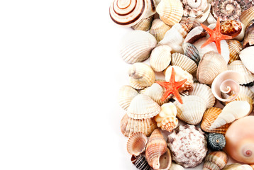 Seashells.