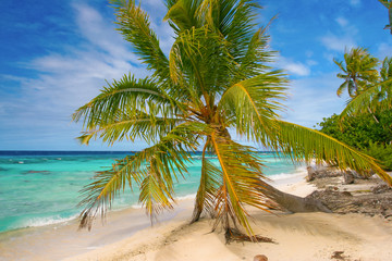 Palm trees on tropical beach, Maupiti, French Polynesia